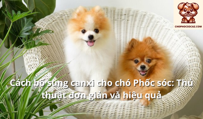 Cách bổ sung canxi cho chó Phốc sóc: Thủ thuật đơn giản và hiệu quả