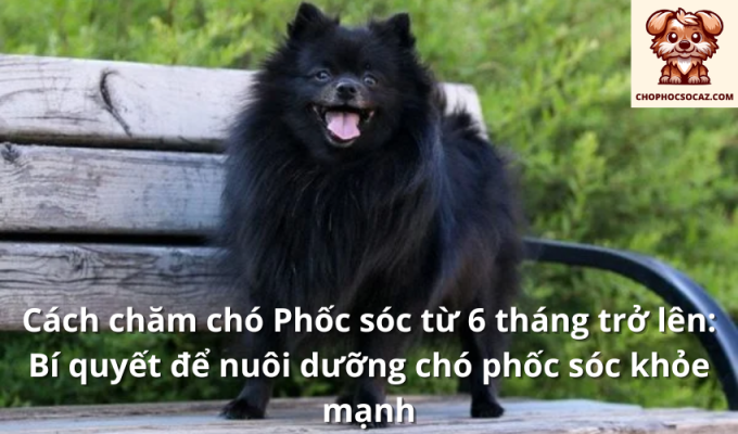 Cách chăm chó Phốc sóc từ 6