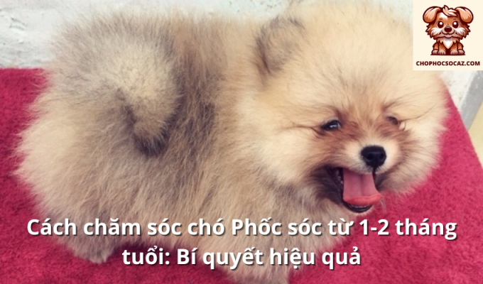 Cách chăm sóc chó Phốc sóc từ 1-2 tháng tuổi: Bí quyết hiệu quả