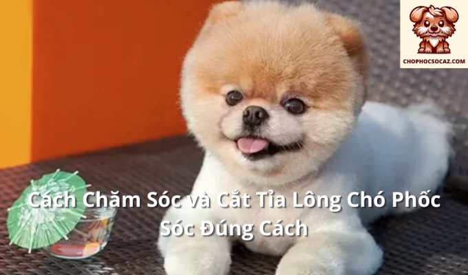 Cách Chăm Sóc và Cắt Tỉa Lông Chó Phốc Sóc Đúng Cách