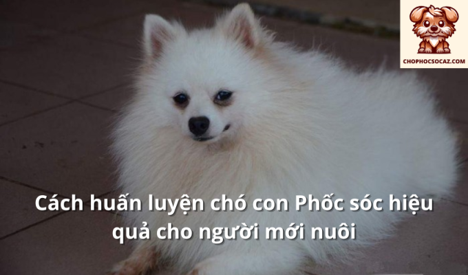 Cách huấn luyện chó con Phốc sóc hiệu quả cho người mới nuôi