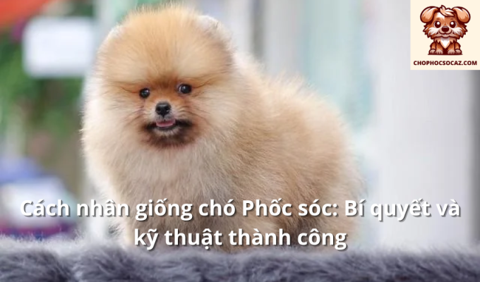 Cách nhân giống chó Phốc sóc: Bí quyết và kỹ thuật thành công