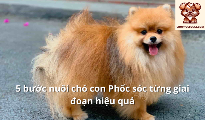 5 bước nuôi chó con Phốc sóc từng giai đoạn hiệu quả