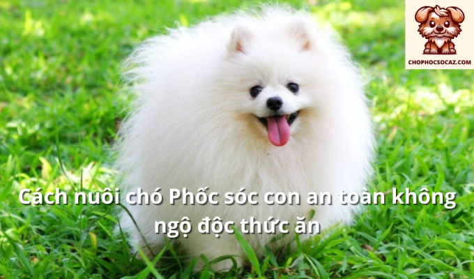 Cách nuôi chó Phốc sóc con an toàn không ngộ độc thức ăn