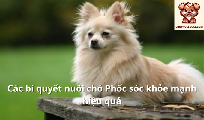 Các bí quyết nuôi chó Phốc sóc khỏe mạnh hiệu quả