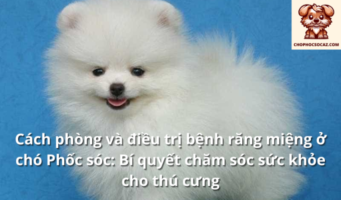 Cách phòng và điều trị bệnh răng miệng ở chó Phốc sóc: Bí quyết chăm sóc sức khỏe cho thú cưng