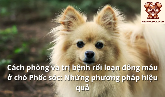 Cách phòng và trị bệnh rối loạn đông máu ở chó Phốc sóc: Những phương pháp hiệu quả