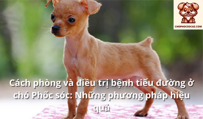 Cách phòng và điều trị bệnh tiểu đường ở chó Phốc sóc: Những phương pháp hiệu quả