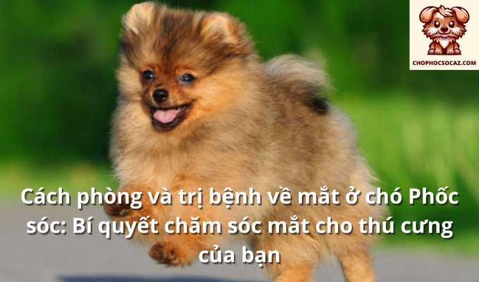 Cách phòng và trị bệnh về mắt ở chó Phốc sóc: Bí quyết chăm sóc mắt cho thú cưng của bạn