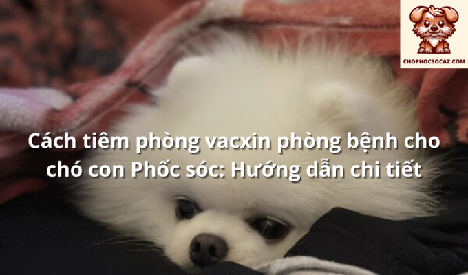 Cách tiêm phòng vacxin phòng bệnh cho chó con Phốc sóc: Hướng dẫn chi tiết