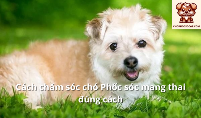 Cách chăm sóc chó Phốc sóc mang thai đúng cách