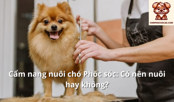 Cẩm nang nuôi chó Phốc sóc: Có nên nuôi hay không?