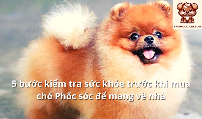 5 bước kiểm tra sức khỏe trước khi mua chó Phốc sóc để mang về nhà