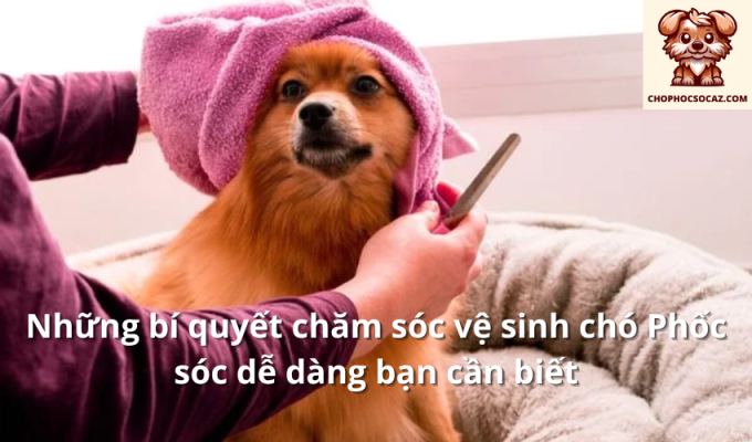 Những bí quyết chăm sóc vệ sinh chó Phốc sóc dễ dàng bạn cần biết