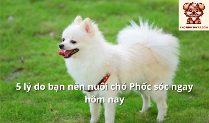 5 lý do bạn nên nuôi chó Phốc sóc ngay hôm nay