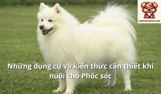 Những dụng cụ và kiến thức cần thiết khi nuôi chó Phốc sóc