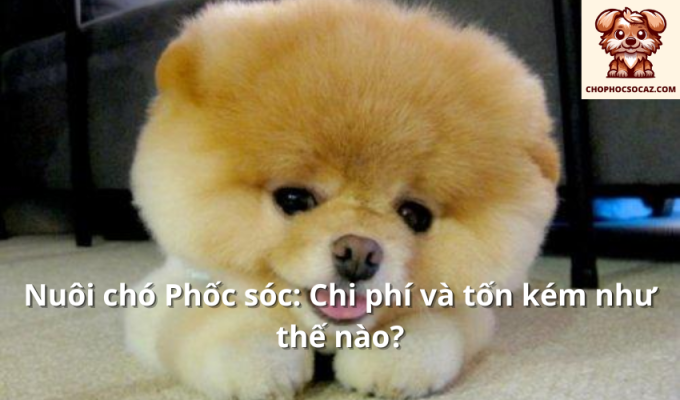 Nuôi chó Phốc sóc: Chi phí và tốn kém như thế nào?