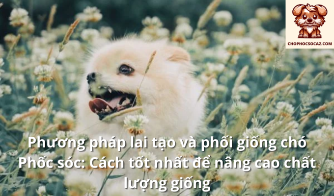 Phương pháp lai tạo và phối giống chó Phốc sóc: Cách tốt nhất để nâng cao chất lượng giống