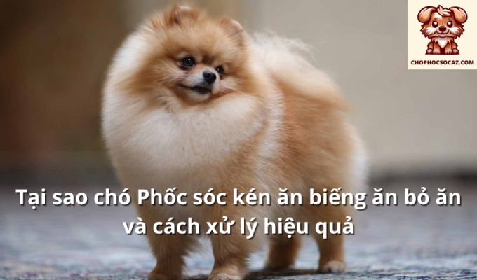 Tại sao chó Phốc sóc kén ăn biếng ăn bỏ ăn và cách xử lý hiệu quả