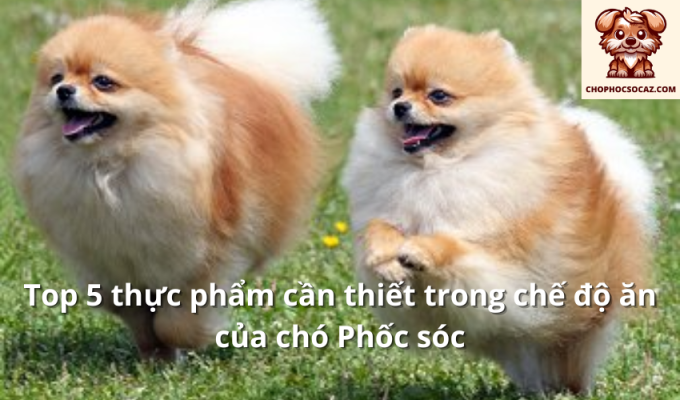 Top 5 thực phẩm cần thiết trong chế độ ăn của chó Phốc sóc