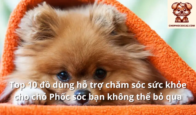 Top 10 đồ dùng hỗ trợ chăm sóc sức khỏe cho chó Phốc sóc bạn không thể bỏ qua