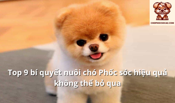 Top 9 bí quyết nuôi chó Phốc sóc hiệu quả không thể bỏ qua